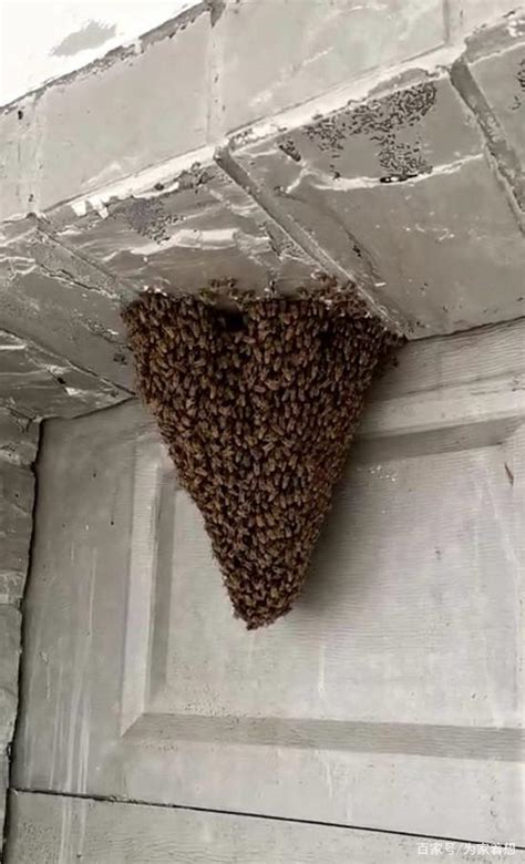 蜜蜂来家好吗 詛咒方法